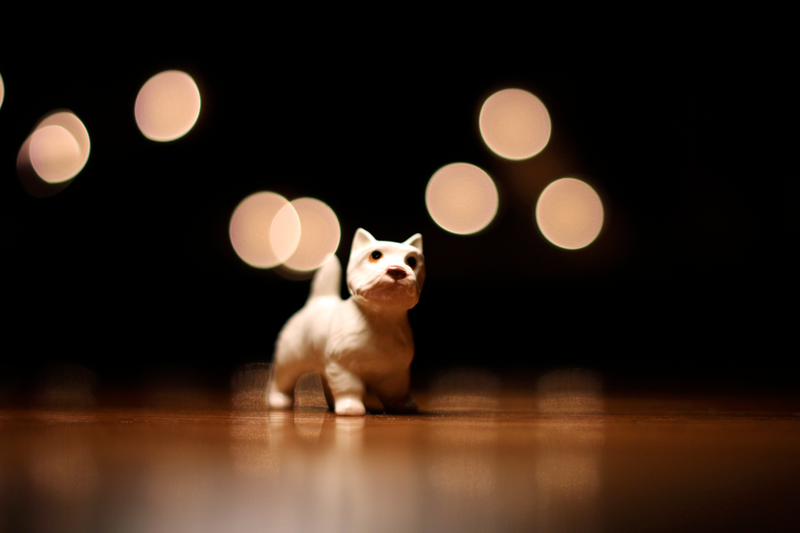 Illustration for article titled Shooting Challenge: Bokeh, Gallery 2